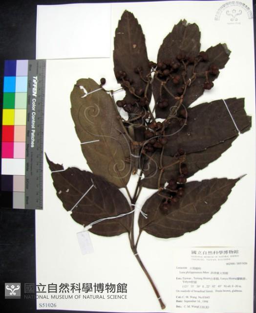 菲律賓火筒樹藏品圖，第1張