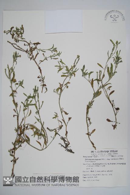 伏毛天芹菜藏品圖，第1張