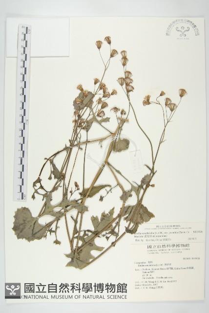 紫背草藏品圖，第1張