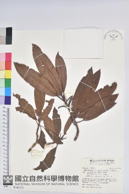 森氏杜鵑、森氏滿江紅藏品圖，第1張