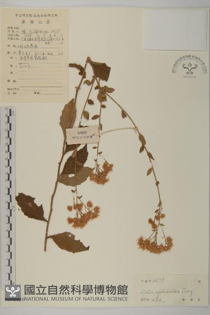 山白蘭藏品圖，第1張