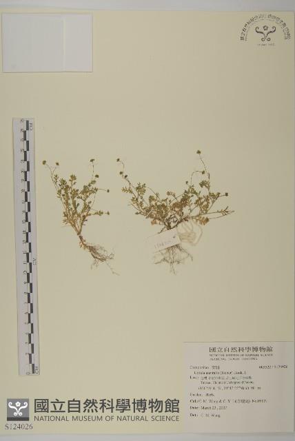 南方山芫荽藏品圖，第1張