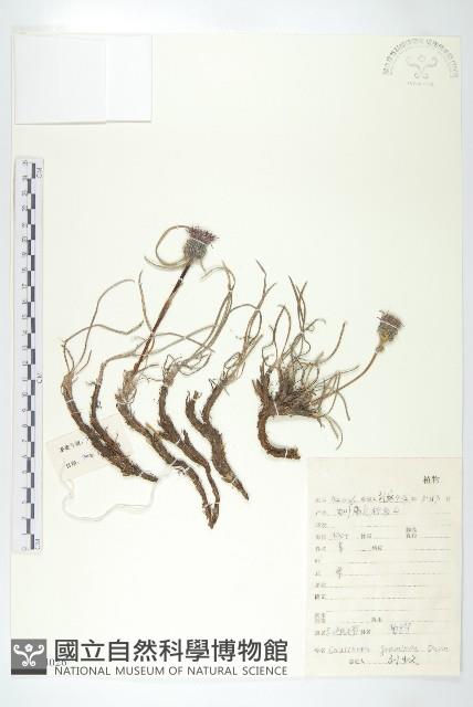 禾葉鳳毛菊藏品圖，第1張