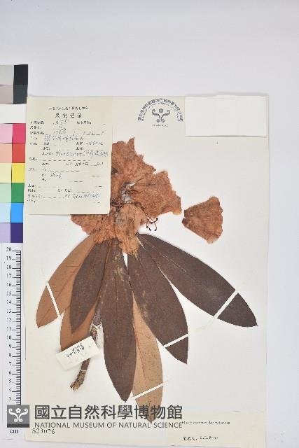 寬鐘杜鵑藏品圖，第1張