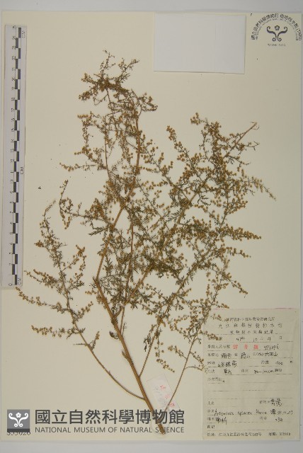 青蒿藏品圖，第1張