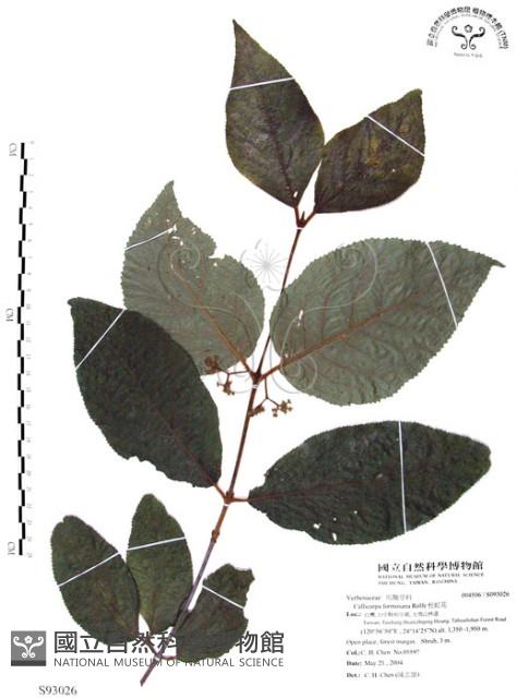 杜虹花，台灣紫珠藏品圖，第1張