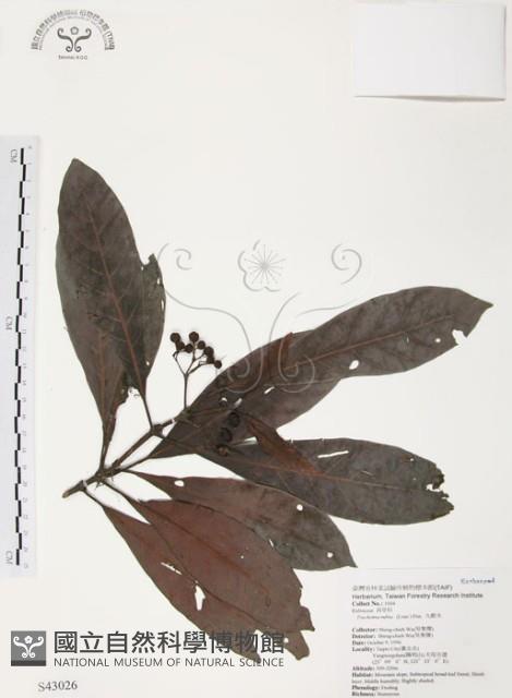 九節木、牛屎烏、青龍吐霧藏品圖，第1張