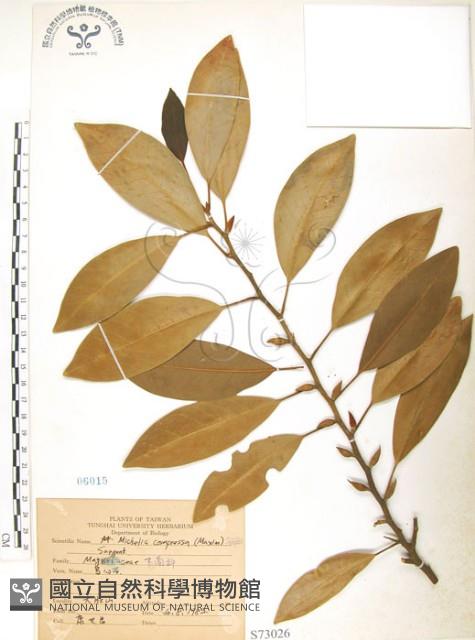 烏心石藏品圖，第1張