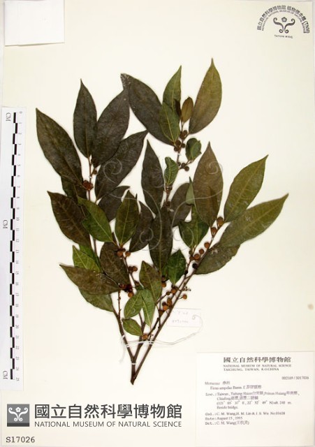 菲律賓榕藏品圖，第1張