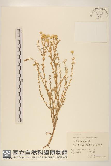 蓼子朴藏品圖，第1張