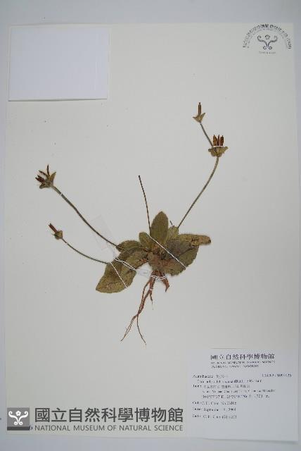 登錄號:S097026藏品圖，第1張