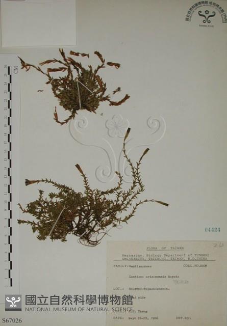 阿里山龍膽藏品圖，第1張