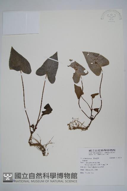 登錄號:S106726藏品圖，第1張