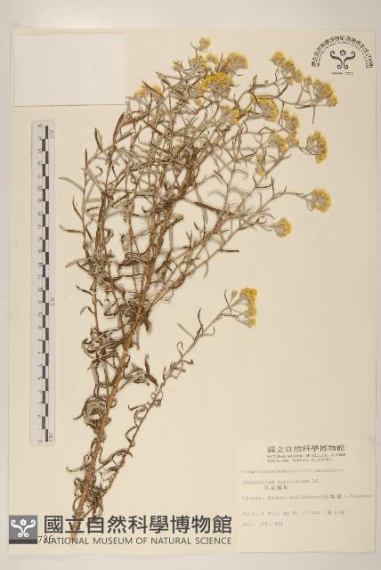 秋鼠麴草藏品圖，第1張