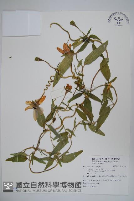 登錄號:S116726藏品圖，第1張