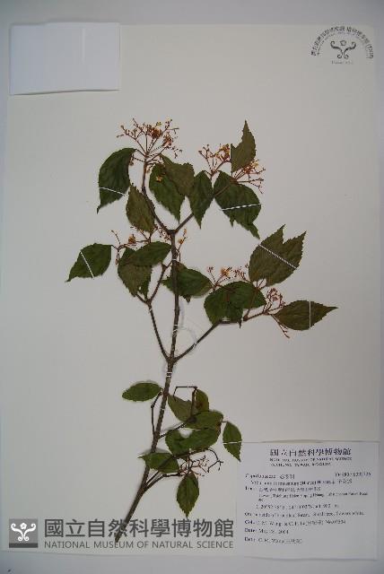 紅子莢迷藏品圖，第1張