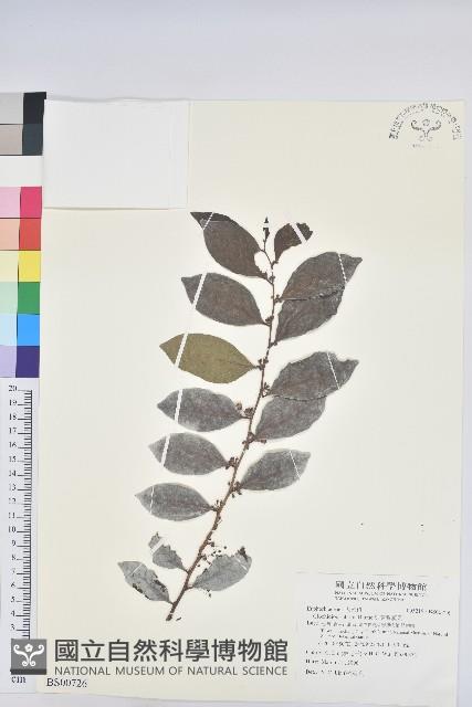 金劍草藏品圖，第1張