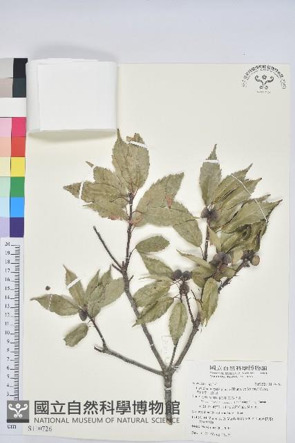 青剛櫟、鐵椆藏品圖，第1張