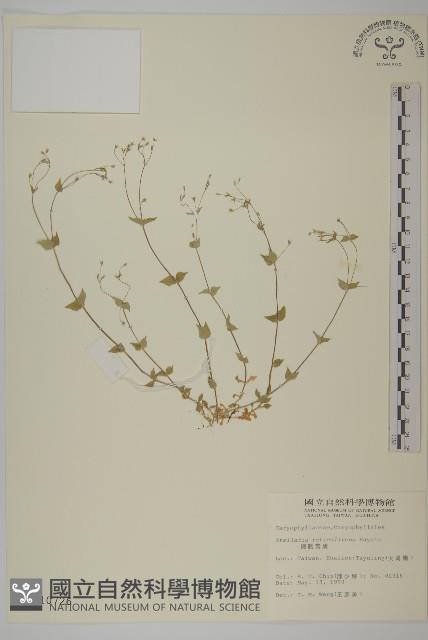 網脈繁縷藏品圖，第1張