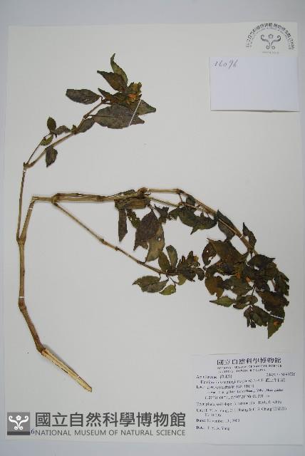 直立半插花藏品圖，第1張