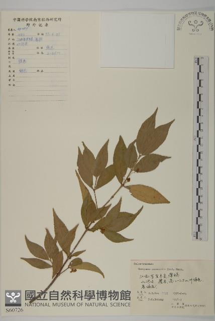 鴉椿衛矛藏品圖，第1張