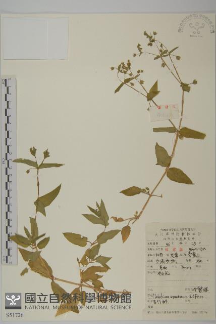 牛繁縷藏品圖，第1張