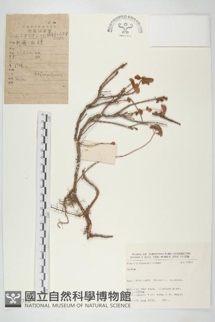 登錄號:S025726藏品圖，第1張