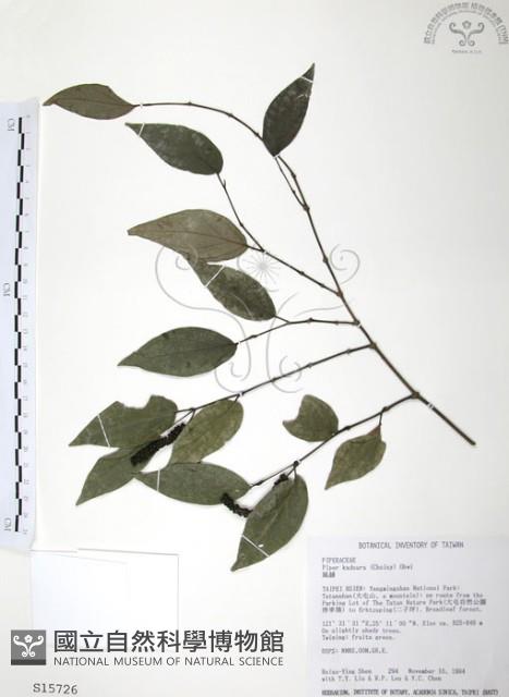 風藤藏品圖，第1張