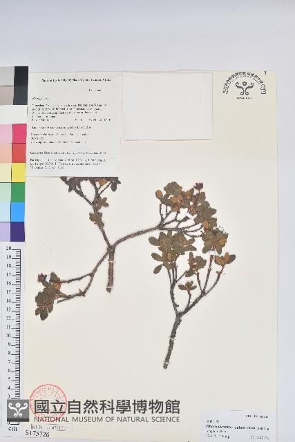 美被杜鵑藏品圖，第1張