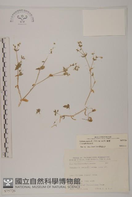 繁縷藏品圖，第1張