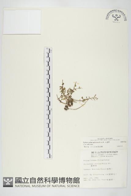 火焰草藏品圖，第1張