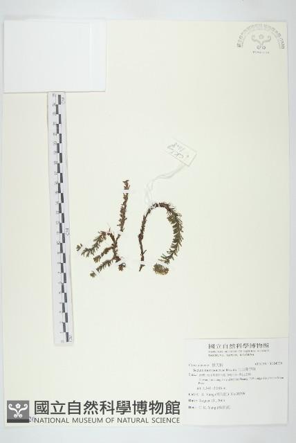 玉山佛甲草藏品圖，第1張