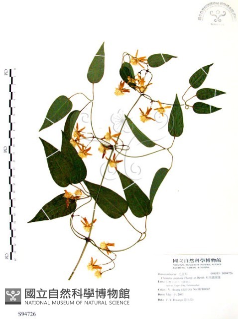 柱果鐵線蓮藏品圖，第1張