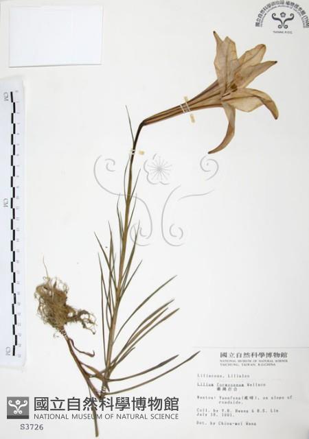 臺灣百合藏品圖，第1張