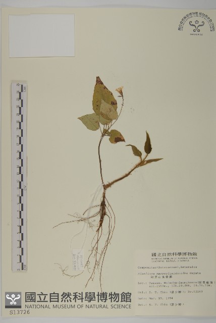 阿里山鬼督郵藏品圖，第1張