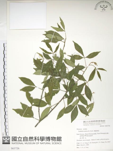 飛龍掌血藏品圖，第1張