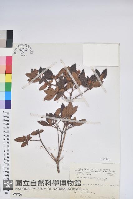 埔里杜鵑藏品圖，第1張