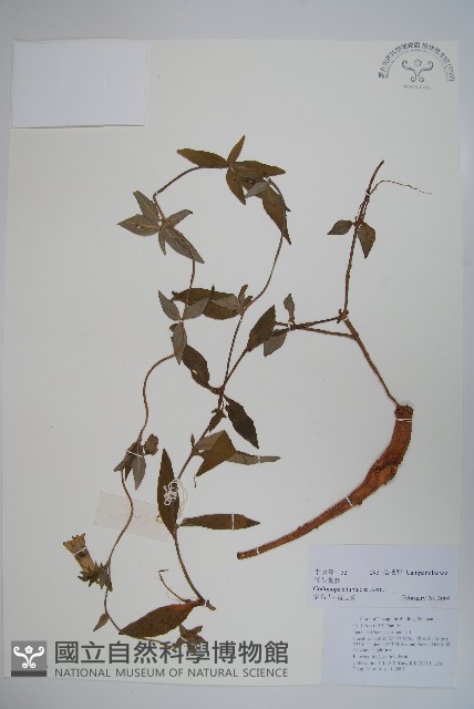 管花黨參藏品圖，第1張