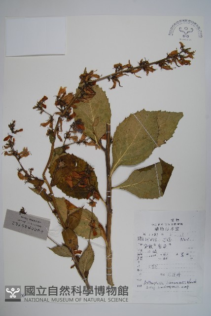華東杏葉沙參藏品圖，第1張
