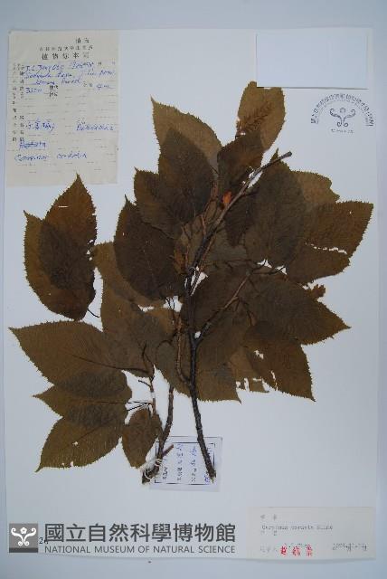 千金榆藏品圖，第1張