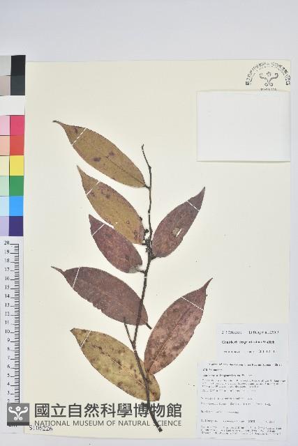 芳香白珠藏品圖，第1張