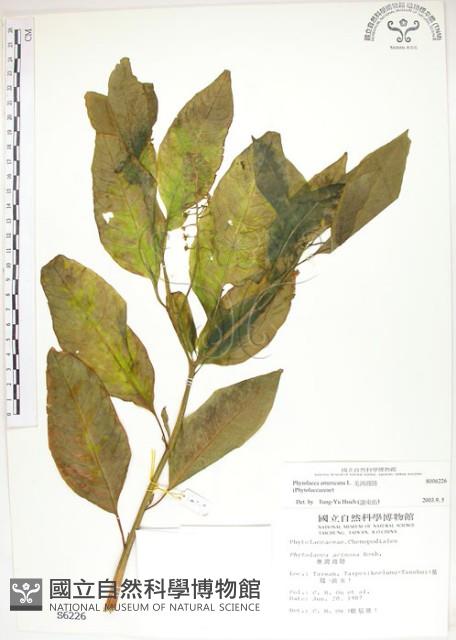 美洲商陸藏品圖，第1張