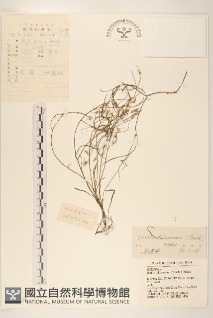 兔仔菜藏品圖，第1張