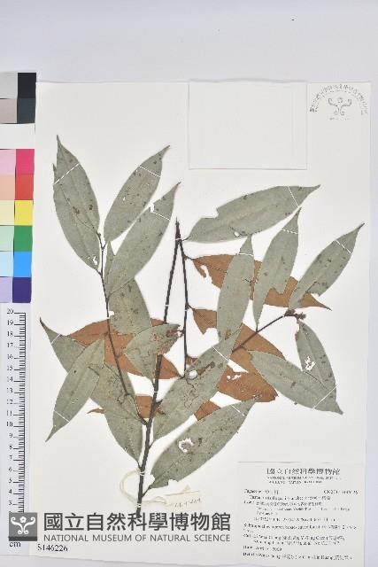 火燒柯、栲樹藏品圖，第1張