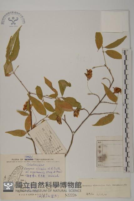 絨楚丘生衛矛藏品圖，第1張