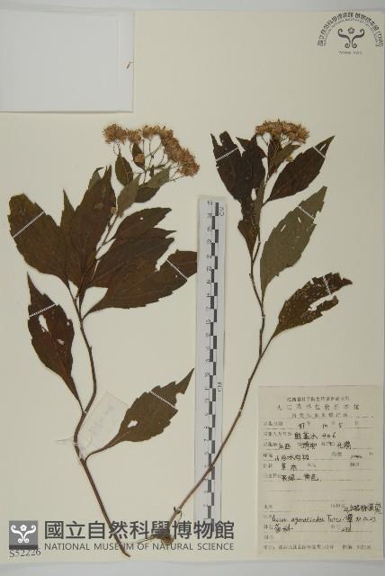 山白蘭藏品圖，第1張