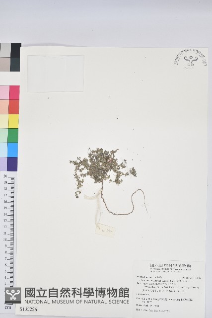 匐根大戟藏品圖，第1張