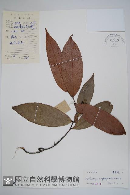 香港鷹爪花藏品圖，第1張