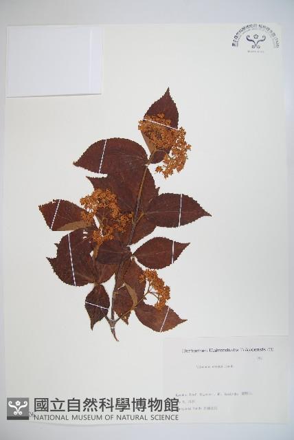 松田氏莢迷、宜昌莢迷藏品圖，第1張