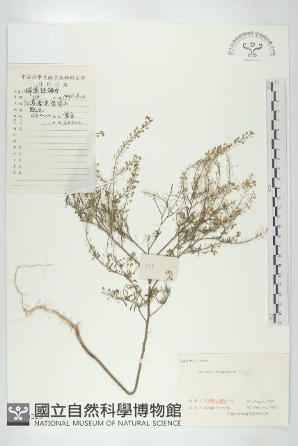 獨行菜藏品圖，第1張